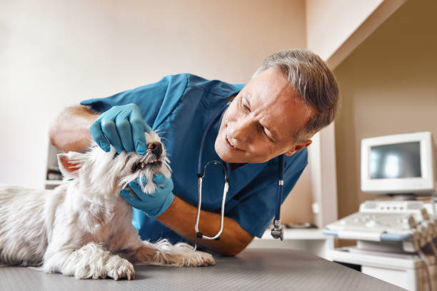 Best Emergency Denture Repair in Williams, CA